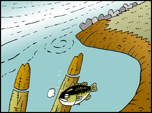 「水が動かない場所=暖かい場所」にバスがいることが多くなる